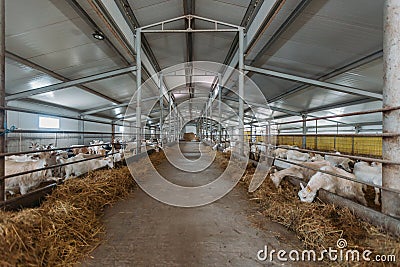 Dairy goats in modern free livestock stall Stock Photo