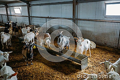 Dairy goats in modern free livestock stall Stock Photo