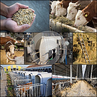 Dairy industry Stock Photo