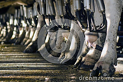 Dairy industry - Cow milking facility Stock Photo