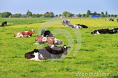 Dairy meadow Stock Photo