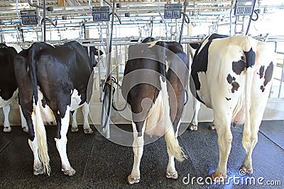 Dairy milking cow Stock Photo