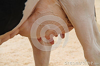 Dairy Milking Cow. Stock Photo