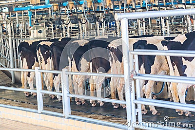 Dairy milking farm Stock Photo