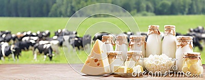 Dairy products. Bottles of milk, cheese, cottage cheese, yogurt, butter on meadow of cows background Stock Photo