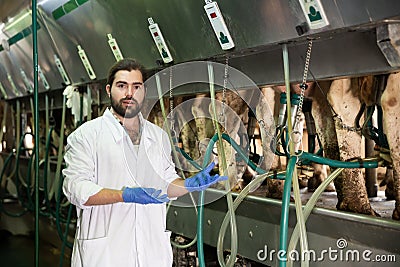 Dairymaid young man working with automatical cow milking machines Stock Photo