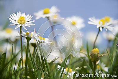 Daisies Stock Photo