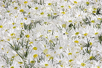 Daisies Stock Photo