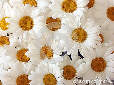 Daisies Stock Photo