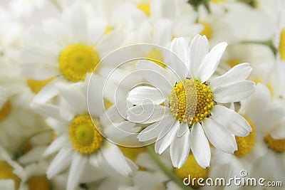 Daisies Stock Photo