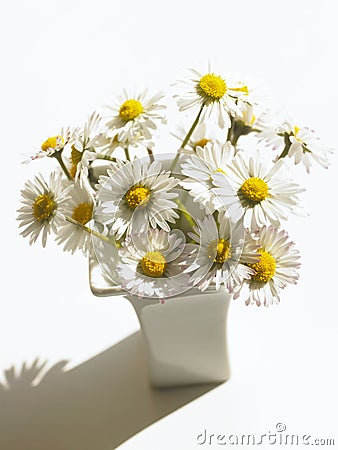 Daisies Stock Photo