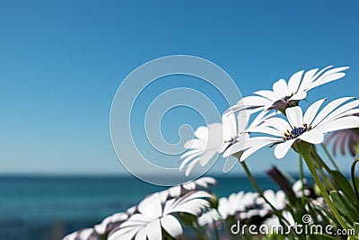 Daisies by the beach Stock Photo