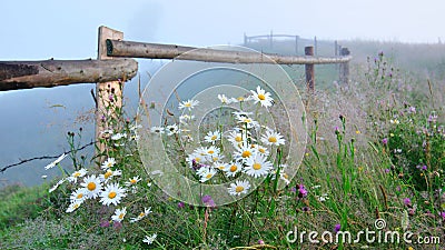 Daisies Stock Photo