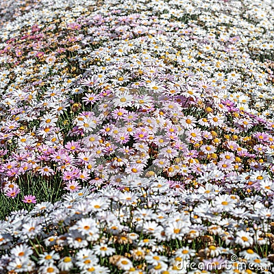 Daisies bloom in the morning Stock Photo