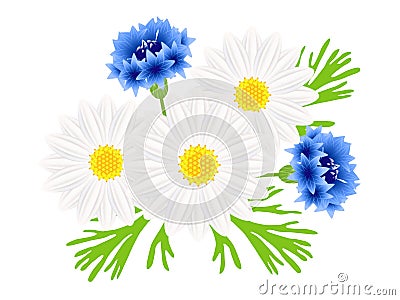 Daisies with blue cornflowers on a white background. Vector Illustration