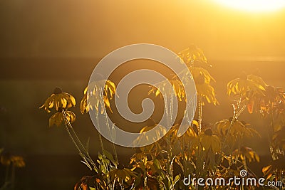 Daisies in bright warm evening sun Stock Photo