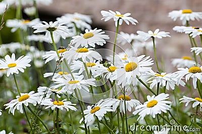 Daisies Stock Photo