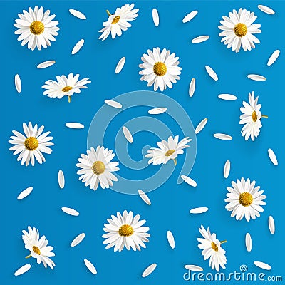 724_Daisy pattern. Flat lay spring and summer chamomile flowers Vector Illustration