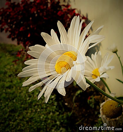 Daisies at dusk Stock Photo