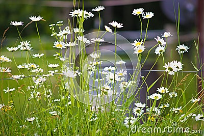 Daisies at the Farm Stock Photo