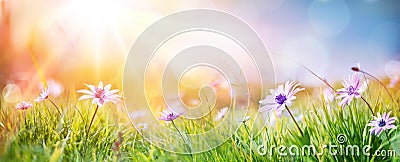 Daisies On Field - Abstract Spring Landscape Stock Photo