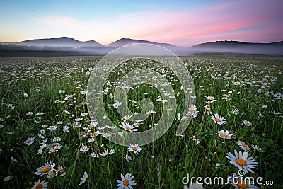 Daisies in the field near the mountains. Stock Photo