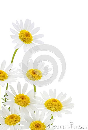 Daisies flower Stock Photo