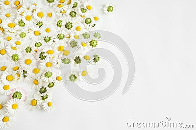Daisies flowers background Stock Photo
