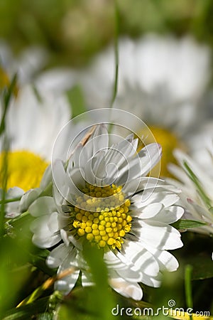 Fresh Daisies in the grass in spring with blurred background Stock Photo