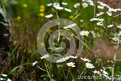 Daisies in a green field in the summer. The concept of serenity, simplicity and minimalism Stock Photo