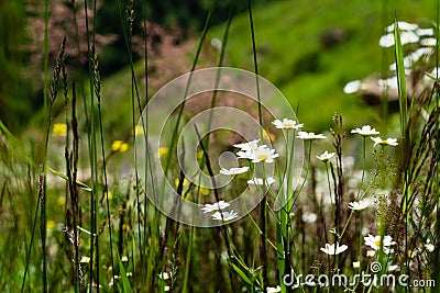 Daisies in a green field in the summer. The concept of serenity, simplicity and minimalism Stock Photo