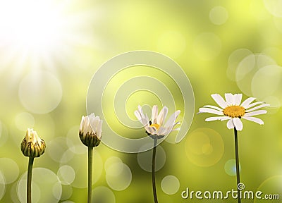 Daisies on green nature background Stock Photo