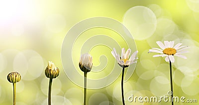 Daisies on green nature background Stock Photo