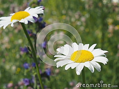 Daisies Stock Photo