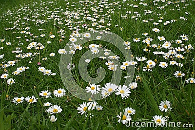 Daisies in a lawn Stock Photo