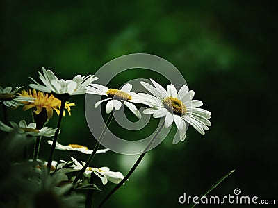 Daisies Stock Photo