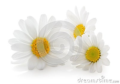 Daisies Margeriten isolated, including clipping path without shade. Stock Photo