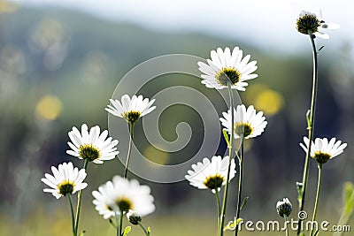Daisies on a meadow Stock Photo