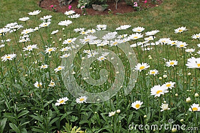 Daisies and more daisies Stock Photo