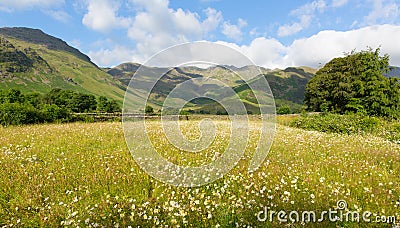 Daisies mountains blue sky and clouds scenic Langdale Valley Lake District uk Stock Photo