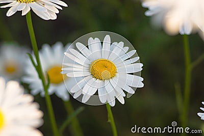 Daisies in nature, some objects are out of focus due to the shallow depth of field Stock Photo
