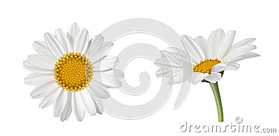 702_Two beautiful daisy flowers, side view and top view isolated on white background Vector Illustration
