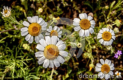 Daisies Stock Photo