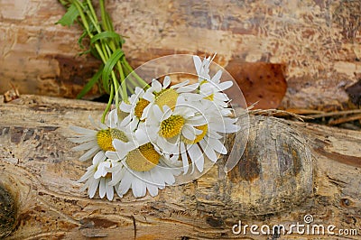 Daisies wood Stock Photo