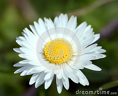 Daisy Stock Photo