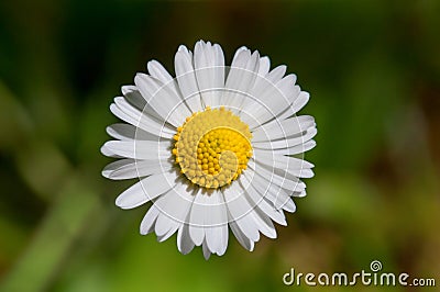 Daisy Flower Stock Photo