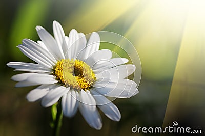 Daisy Stock Photo