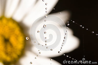 Daisy Stock Photo