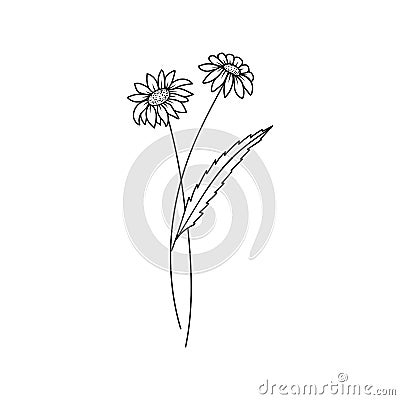 Daisy April Birth Month Flower Illustration Vector Illustration