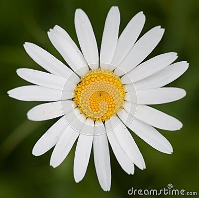 Ox-eye daisy in front of green grass Stock Photo